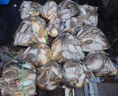 [먹물조황] 10/8 갑오징어 조황