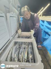 [부성피싱]왕칼치 초대박...연일 이어갑니다 전원쿨러만땅!양손가득 들고 입항합니다 토일가능