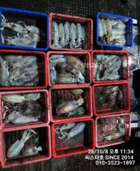 씨스타호 8일 무늬 상황