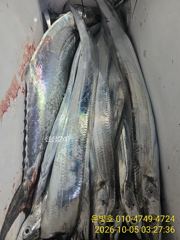 [진해] 갈치 텐빈 연일 대박! 토요일 예약가능!!