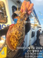 9일, 군산 쭈구미랑,갑이랑~ 나오네요~~오전반 실시간~군산낚시프라자 월명호