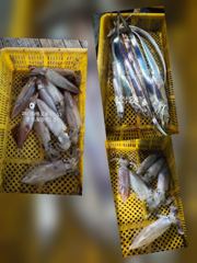 [통영최강리드호] 통영 갈치 제대로 붙었습니다! 대치 손맛에 한치 야식까지~토요일 자리여유