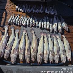 [민어·농어생미끼] 10월 8일 격포럭키스타 민어 굳조황