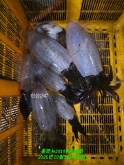 무늬팁런게임~덩치급 무늬 좋아요!
