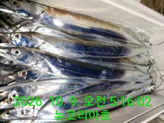 핫뜨~피딩피딩 하네!!! 갈치도 한치도 줄줄이 타네요~!!!자리는 일요일부터!!!