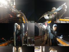 (뉴~패밀리호) 씨알 좋은 갈치 전원 쿨러 가득히 채워왔습니다.