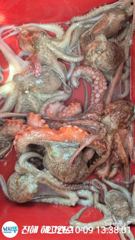 ■ 키로급등 굵직한 돌문어 마리수조황 조으네요!!