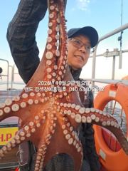 9일 홈런호 주간문어 마무리 조황 올립니다