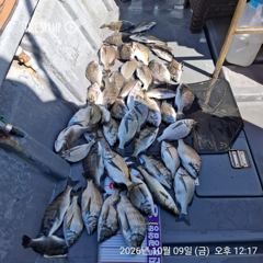 [마산] 진동 영근호 오늘 감성돔 마릿수 조황 입니다
