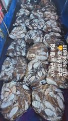 ■군산킹스타호(10/9)■ 갑오징어 굿~마무리조황 (계속해서 출조합니다