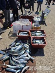 10/9 대삼치/중삼치/고시/중방어 등 어복 가득합니다! (토/일/월 모집중!)