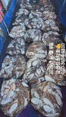 군산킹스타호(10/9)갑오징어 굿~마무리조황 (계속해서 출조합니다 ~
