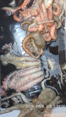 문어 조황