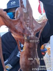 10일, 군산 왕문어 시즌~싸이즈 좋은 덩치급 왕문어가 낚여요~오늘도 어김없이~실시간~군산낚시프라자 스마트호