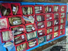 무늬오징어 팁런. 이젠 씨알이 좋습니다 ᆢ 내일 무조건 출항. 예약가능