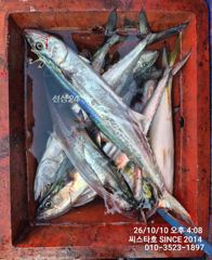 [경주] 씨스타호 오늘도 쿨러 가득