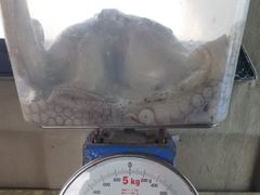 [진해] 10/10 대물돌문어 2300g1400g외 중치급 왕창.. (…