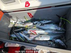 [경주] 10/토ㅡ빅원 대삼치들, 중방어들, 고시삼치들, 알방어들 지천입…