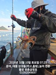통영 금정호 오전문어 아침부터 묵직한 손맛 좋습니다 오늘 오후, 내일자리여유있습니다