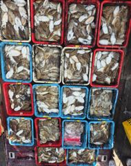 10월10일 갑오징어조황
