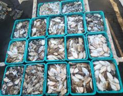 1010 갑오징어 조황입니다
