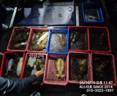 씨스타호 10일 무늬 상황입니다