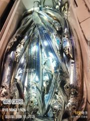 10월 11일 입항 먼바다텐빈 조황