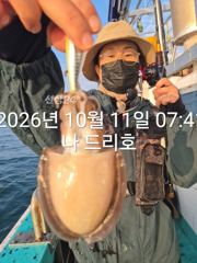 11일, 군산 갑오징어 ~ ~오늘도 나오고 잇어요~실시간~군산낚시프라자 나드리호