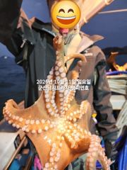 11일, 군산 왕문어 ~덩치급 왕문어~오늘도 나오고 있어요~실시간~군산낚시프라자 챔피언호