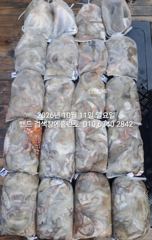 10월11일 왕문어 대잔치... 군산 홈런호 주간 문어 마무리…