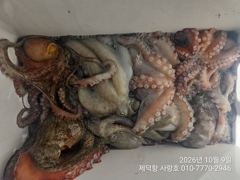 "돌문어"오늘도 1600g1300g1100g외 KKK키로들 대물잔치 13수12수11수10수외 3자릿수 팍~팍~(내일예약가능)