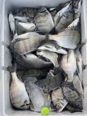 25분전 [고성] 신동화레져) 10월11일 조황입니다