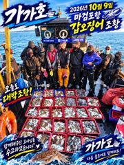 9일 갑오징어 조황입니다