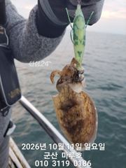》 10/11 군산 마루호 갑오징어 조항 ~ 16일 금요일 7자리 여유있습니다 《