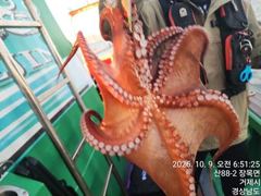 [진해] 11일세진호/돌문어kg.중치들~화.가능~