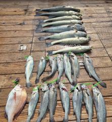 [격포] 10/11 격포해오름호 민어.농어등 조황입니다