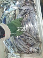 내만갈치)10월에갈치가~퍼담습니다~호조황 이어갑니다~예약중
