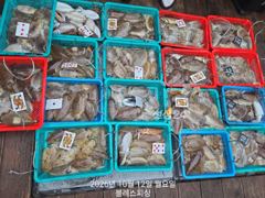 10월12일 블레스피싱 갑오징어 조황입니다!
