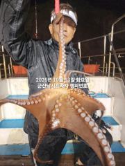 13일, 군산 왕문어 ~빗속에 낚여 올라오는 덩치급 왕문어~연일 계속~실시간~~군산낚시프라자 챔피언호
