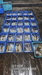 261011 일요일 무늬오징어 조황 장원17 총98 강구신신호 팁런 선상낚시