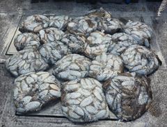 [군산 코리아호]10/9 연일 대박치는 갑오징어 조황!(16금, 25일 자리있습니다.)
