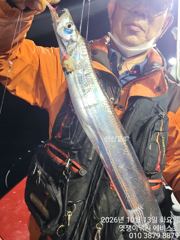 은빛 대갈치 연일 축제 오늘 자리 너럴 합니다