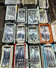 [진해] 14일,내만갈치,대박행진,엄청나게 나옵니다.내일출항(목,금~예약…