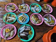 무늬팁런 1012 조황