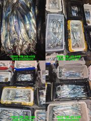 내만 갈치 바람불어도 많이 잡고 입항 오늘도 예약가능 정상 출항