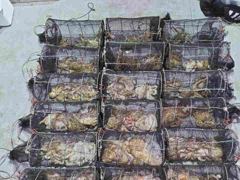 14일야간문어 대박치고 키로오버및중치 먹폭( 오늘야간예약중