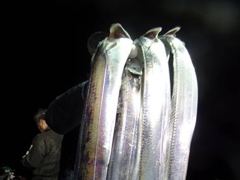 우와...대.왕갈치들..여기저기서..3.4.5지급...초.대박..전원.만쿨...도장.행진..잔치...오늘긴급예약주심(자리여유)..16일(금요일)예약주심(자리여유).보물포인트로..외줄.