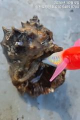 [사천] 쭈꾸미 내일부터(평일)오전10시 나갑니다