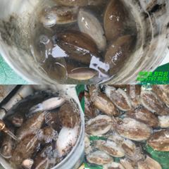 [서천,보령] 무창포_킹피싱_킹피쉬호_10월_15일_갑오징어_조황_입니다.