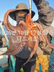17일, 군산 왕문어~싸이즈 끝내줍니다~실시간~매일출조~군산낚시프라자 나드리호